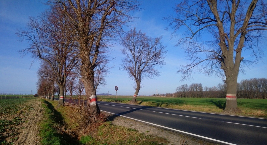 drzewa przy drodze